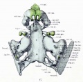 Fig. 6. Ventral aspect of base of the cartilaginous skull.