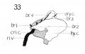 Fig. 33 Graphic reconstruction of nerve recurrens and its branches in relation to the laryngeal muscles and cartilages