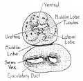 Fig. 2. Fetus 7.5 cm