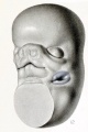 Fig. 12. Embryo No. 1390 18 mm
