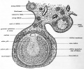 Fig. 1. Diagram showing the structure of a bird ovum still in the ovary