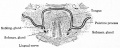 Fig. 255. From a transverse section through the tongue and oral cavity of a mouse embryo