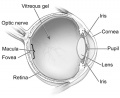 Basic structure of the human eye.