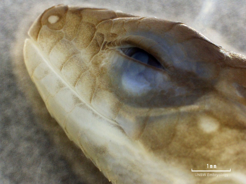 File:Lizard embryo 06.jpg