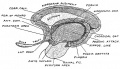 Fig. 118. Structures formed in the Lamina Terminalis and Primitive Callosal Gyrus.