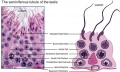 Mouse- seminiferous tubule histology[14]