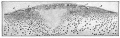 Fig. 40. Cross section blastoderm of a pigeon 14.5 hours after fertilization.