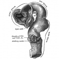 651 Human Embryo Brain (week 4.5 exterior view)