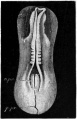 Fig. 23. Dorsal view of the hardened area pellucida of a chick with five mesoblastic somites.