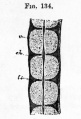Fig. 134. Longitudinal section through the vertebral column of an eight weeks' human embryo in the thoracic region.