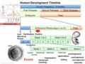 Human development timeline graph icon.jpg