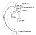 Fig. 127. The distribution of a typical Segmental Artery.