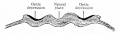 Fig. 456. Location of optic areas before the closure of the neural groove.
