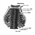 Fig. 261. Embryo 17 mm long.