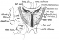 Fig. 109. 3rd and lateral Ventricles of the Adult.