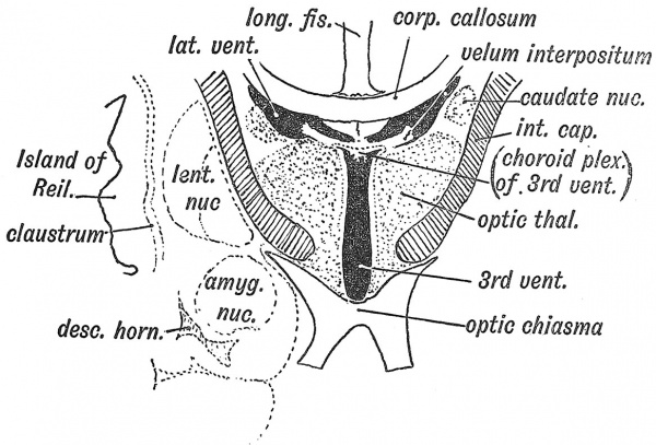 Fig. 109 Section across the 3rd and lateral Ventricles of the Adult