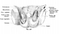 Fig. 446. Testicular descent human fetus of 25 cm