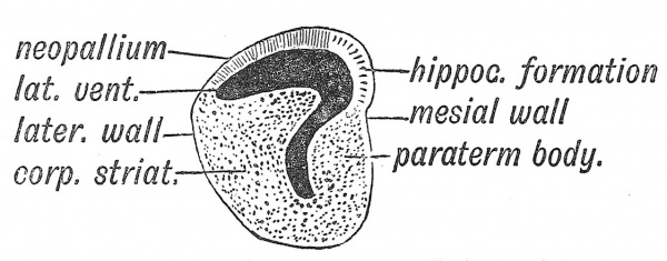 Fig. 112 Left Hemisphere of the Brain of a primitive vertebrate brain