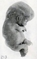 Fig. 213. The same specimen, showing wrinkling due to fixation and staining. X2.
