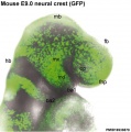 Mouse head E9 neural crest GFP