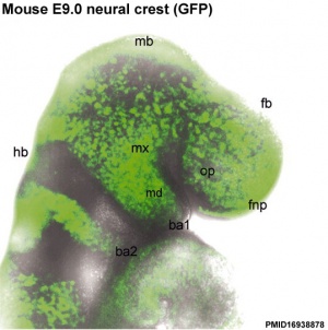 Mouse_head_E9-neural_crest_GFP