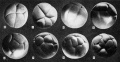 The third, fourth, and fifth cleavages from the animal pole and lateral views