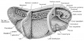 Three-dimensional representation of the tail bud stage of the frog embryo Rana pipiens
