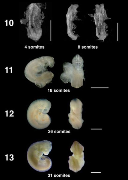 File:Bat embryo stage 10 to 13.jpg