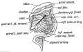 Fig. 226. To show the Rotation of the Intestinal Loop and Formation of the Duodenojejunal Fossa.