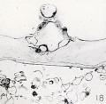 Fig. 18. Cross-section of a nodular cyema, showing simple structure. No. 6510.