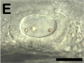 Zebrafish otic vesicle