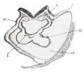 Fig. 372. Section through the heart anlage of the Pfannenstiel-Kromer embryo Klb (Normentafel, Xo. 3, 5 to 6 primitive somites).