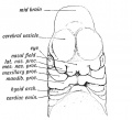 Fig. 1. Showing the formation of the face by the Nasal, Maxillary, and Mandibular processes in an embryo of the 4th week. (After His.) .