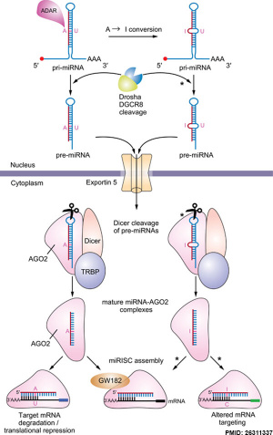 MicroRNA formation