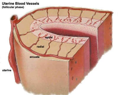 Uterine arterial vessel cartoon.jpg