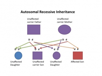 Autosomal Recessive Inheritance Diagram.jpg