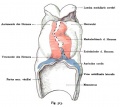 Fig. 513. Human embryo heart of 2.11 mm in length.