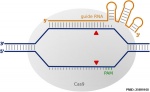 CRISPR/Cas9 interaction with target DNA