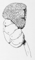 Fig. 584