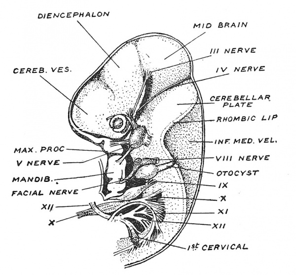 Fig. 93 The Nerves and Ganglia of the Mid- and Hind-Brain of an Embryo at the end of the 6th week of development.