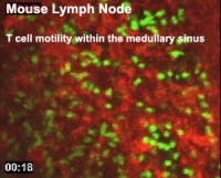Mouse adult lymph node 03.jpg