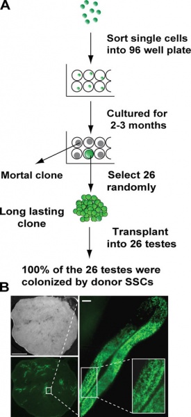 File:Rat- immortal germ cells are spermatogonial stem cells.jpg