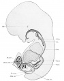 Fig. 243. digestive tract of an embryo 22.8 mm