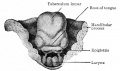 Fig. 252. Section of developing tooth from a 3 months human fetus.