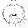 Fig. 116. Diagrammatic longitudinal section of a rabbit's ovum at an advanced stage of pregnancy. (From Kolliker after Bischoff.)