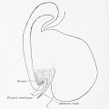 Fig. 599. Embryo Pfannenstiel-Kromer, 1.38 mm long, 5-6 somites, shows relation of cloaca and cloacal membrane to allantoic stalk.