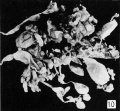 Fig. 10. Gross appearance of specimen No. 749. X 1.1.