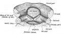 Fig. 31. Showing the origin of the tongue in the floor of the primitive pharynx. (After His.)