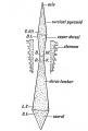 Fig. 113. Diagram of the Pyramids of the Spine.
