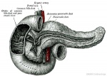 Pancreas adult.jpg
